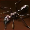 Bullet Ant