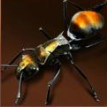 Golden Spiny