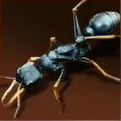 Jack Jumper