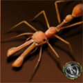 Brown Rogue