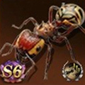 Brute Ant