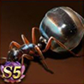 Honey Pot Ant
