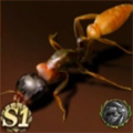 Nimble Tree Ant