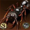 Predator
