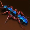 Acid Ant
