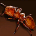 Amber Glider