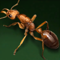 Dinosaur Ant