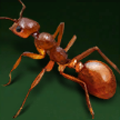 Parasitic Ant