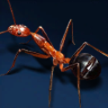Red Spider