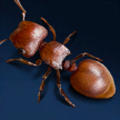 Shield Leafcutter