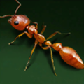 Slender Ant