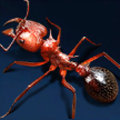Spiny Leafcutter