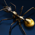 Strobe Ant