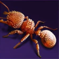 Thorn Ant
