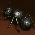 Urchin Ant