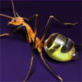 Yellow Spider