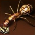 Carpenter Ant