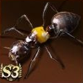 Crematogaster Inflata
