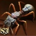 Cyphomyrmex Rimosus