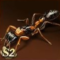 Graceful Twig Ant