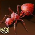 Meranoplus Castaneus