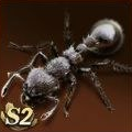 Procryptocerus Adlerzi