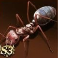 Saharan Silver Ant
