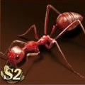 Weaver Ant